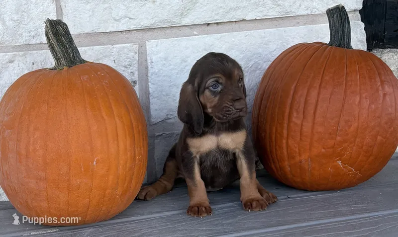 Boo – Bloodhound puppy for sale in Point, TX