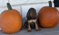 Boo, a female Bloodhound for sale in Point, TX – 5 of 9