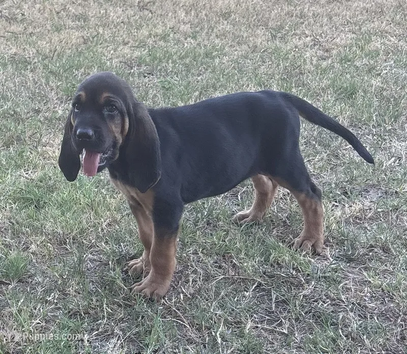 Nutmeg – Bloodhound puppy for sale in Point, TX