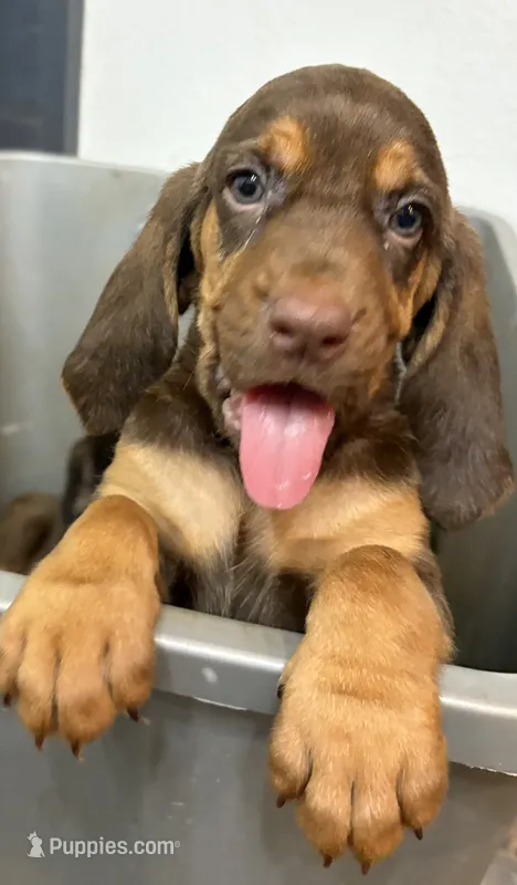 Ginger – Bloodhound puppy for sale in Point, TX