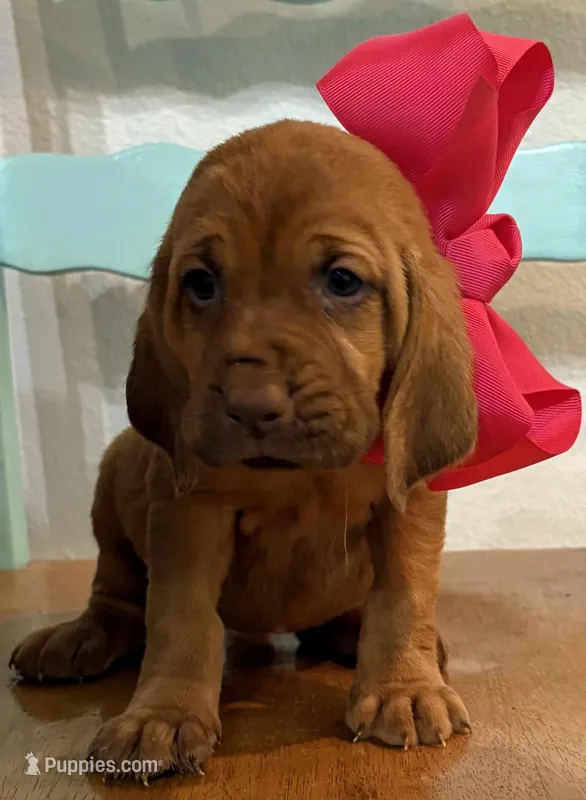 Raspberry  – Bloodhound puppy for sale in Point, TX