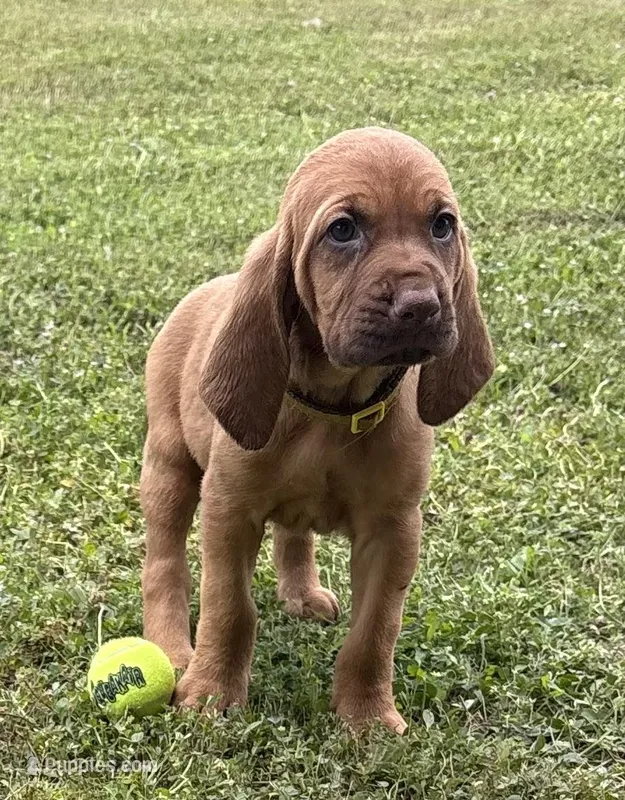 Raspberry  – Bloodhound puppy for sale in Point, TX