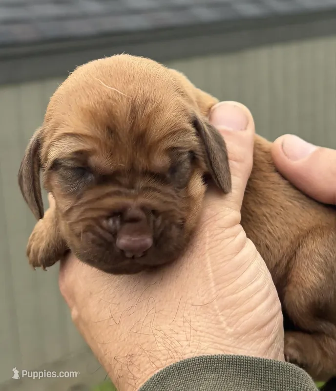 Raspberry  – Bloodhound puppy for sale in Point, TX