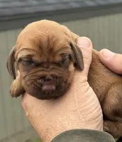 Raspberry , a female Bloodhound for sale in Point, TX – Photo 6 of 6