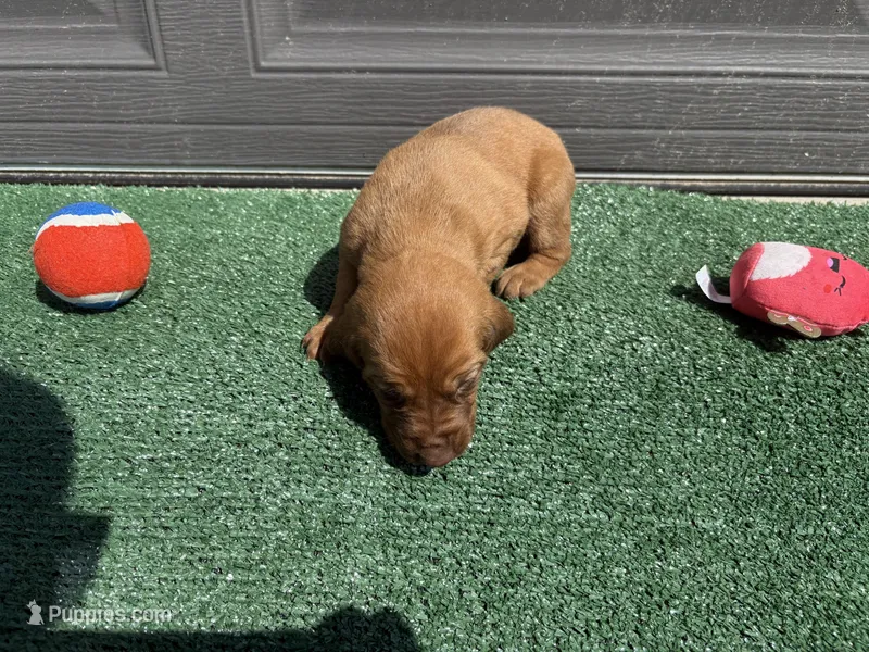 Raspberry  – Bloodhound puppy for sale in Point, TX