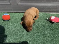 Raspberry , a female Bloodhound for sale in Point, TX – Photo 2 of 6