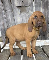 Raspberry , a female Bloodhound for sale in Point, TX – Photo 1 of 8