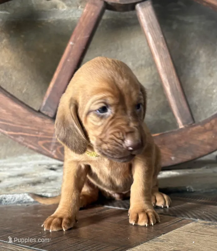 Raspberry  – Bloodhound puppy for sale in Point, TX