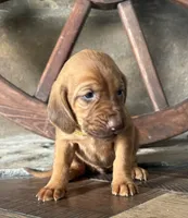 Raspberry , a female Bloodhound for sale in Point, TX – Photo 1 of 6