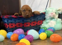 Raspberry , a female Bloodhound for sale in Point, TX – Photo 3 of 6