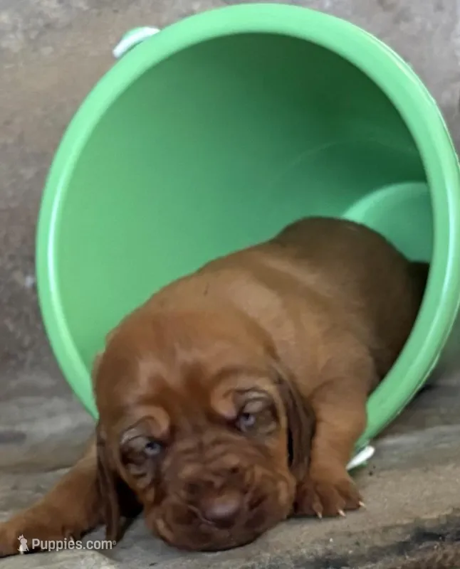 Raspberry  – Bloodhound puppy for sale in Point, TX