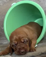 Raspberry , a female Bloodhound for sale in Point, TX – Photo 5 of 6