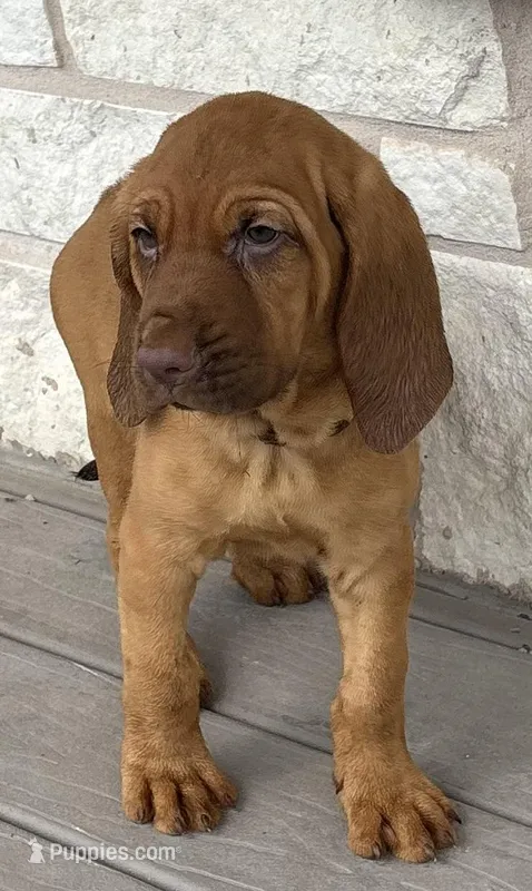 Raspberry  – Bloodhound puppy for sale in Point, TX