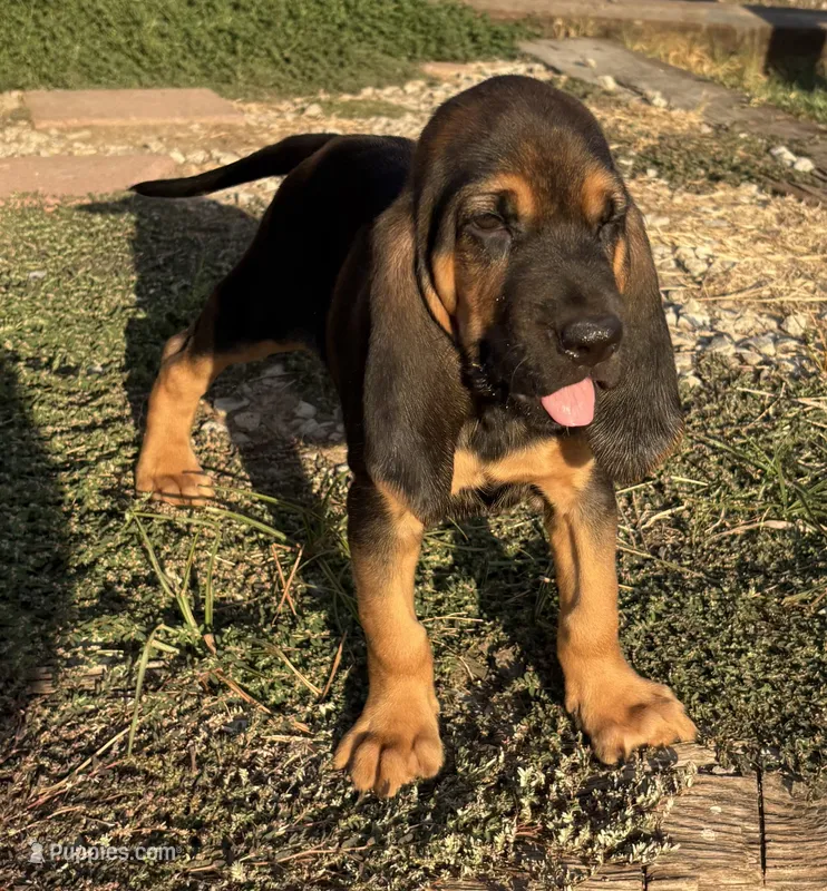 Nutmeg – Bloodhound puppy for sale in Point, TX