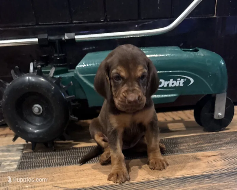 Ginger – Bloodhound puppy for sale in Point, TX