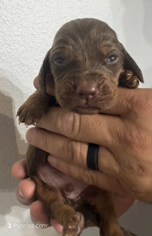 Aspen – Bloodhound puppy for sale in Point, TX