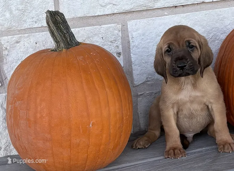 Casper – Bloodhound puppy for sale in Point, TX