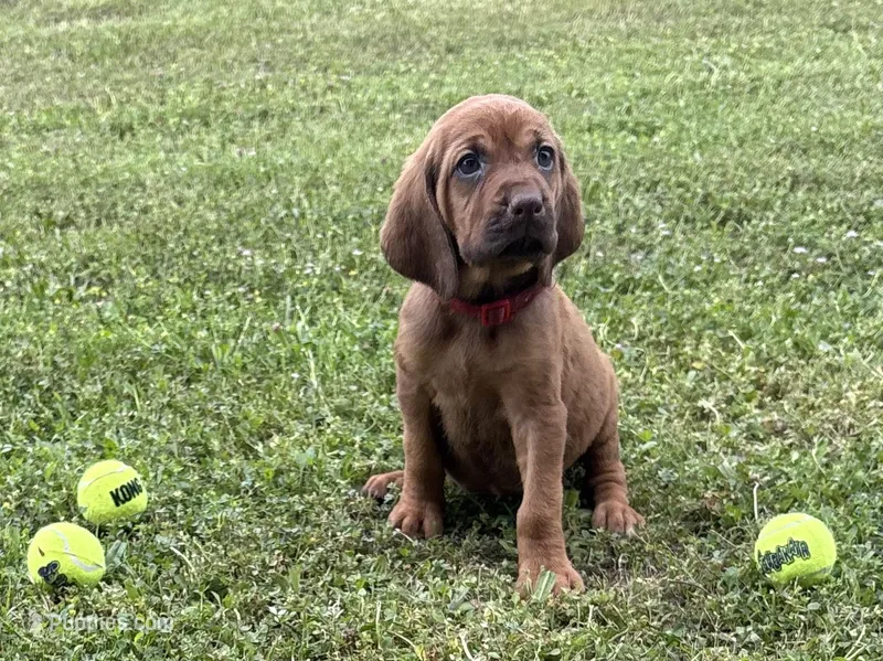 Strawberry – Bloodhound puppy for sale in Point, TX