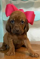 Strawberry, a female Bloodhound for sale in Point, TX – Photo 3 of 8