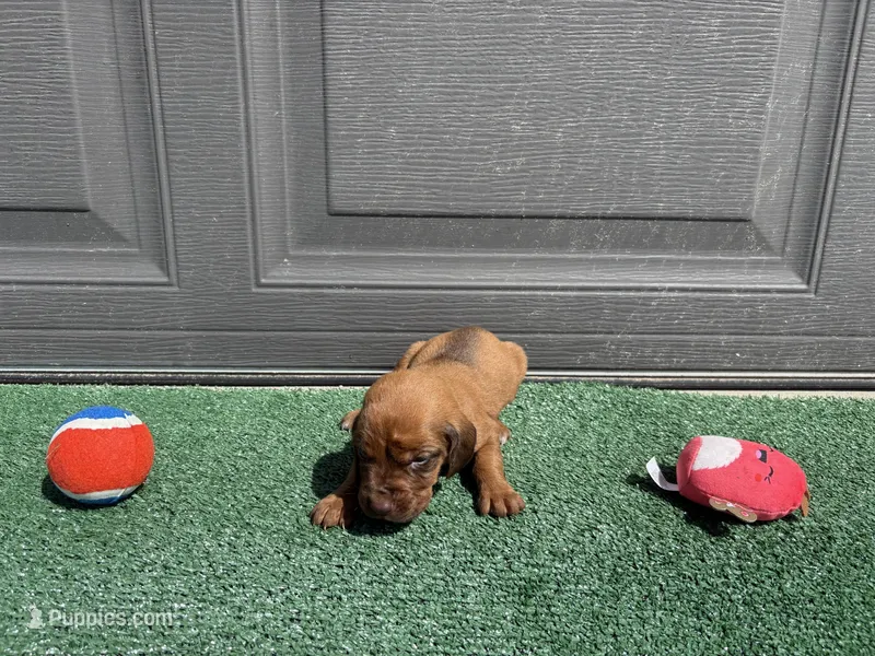 Strawberry – Bloodhound puppy for sale in Point, TX