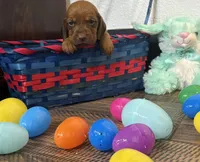 Strawberry, a female Bloodhound for sale in Point, TX – Photo 3 of 5