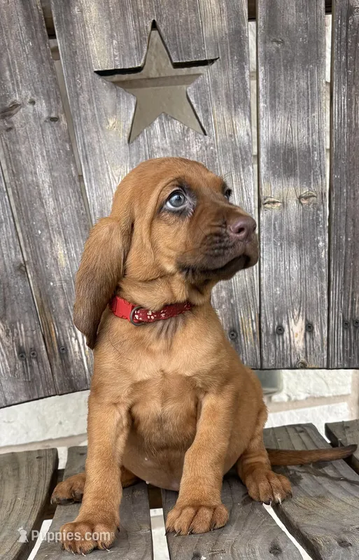 Strawberry – Bloodhound puppy for sale in Point, TX