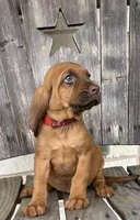 Strawberry, a female Bloodhound for sale in Point, TX – Photo 1 of 8