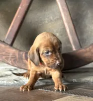 Strawberry, a female Bloodhound for sale in Point, TX – Photo 1 of 5
