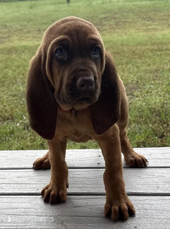 Strawberry, a female Bloodhound for sale in Point, TX – Photo 1 of 9