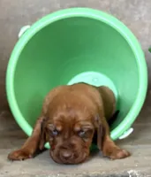 Strawberry, a female Bloodhound for sale in Point, TX – Photo 4 of 5