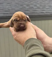 Strawberry, a female Bloodhound for sale in Point, TX – Photo 5 of 5