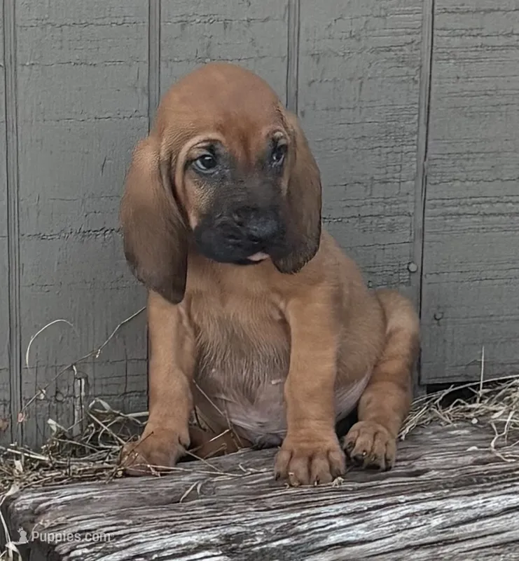 Jack – Bloodhound puppy for sale in Point, TX