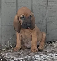 Jack, a male Bloodhound for sale in Point, TX – 3 of 8