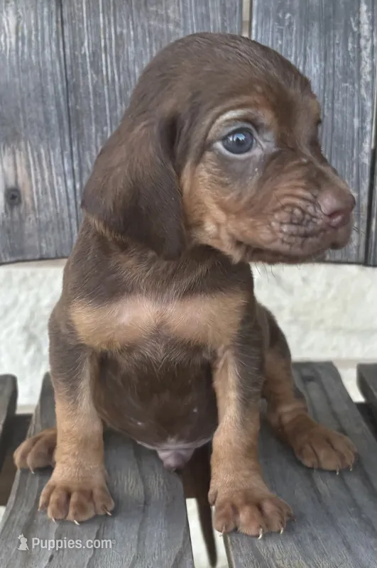 Aspen – Bloodhound puppy for sale in Point, TX