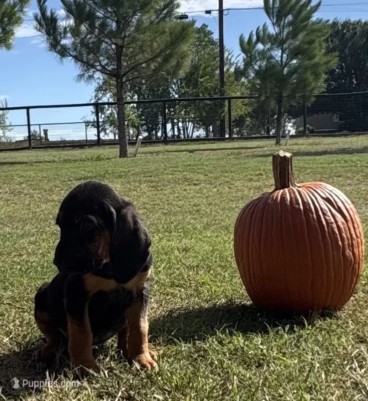 Shadow – Bloodhound puppy for sale in Point, TX