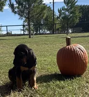 Shadow, a female Bloodhound for sale in Point, TX – 3 of 10