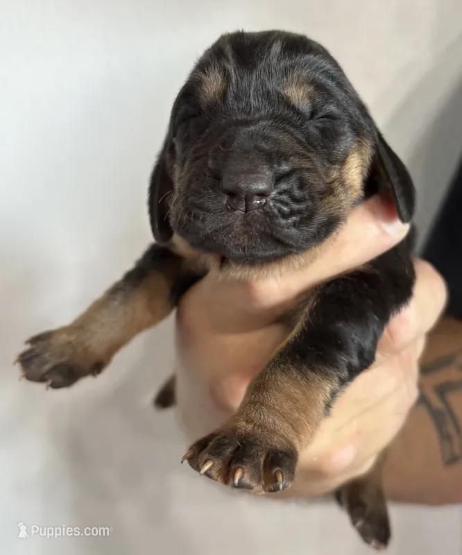 Frankie – Bloodhound puppy for sale in Point, TX