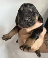 Frankie, a male Bloodhound for sale in Point, TX – 1 of 1