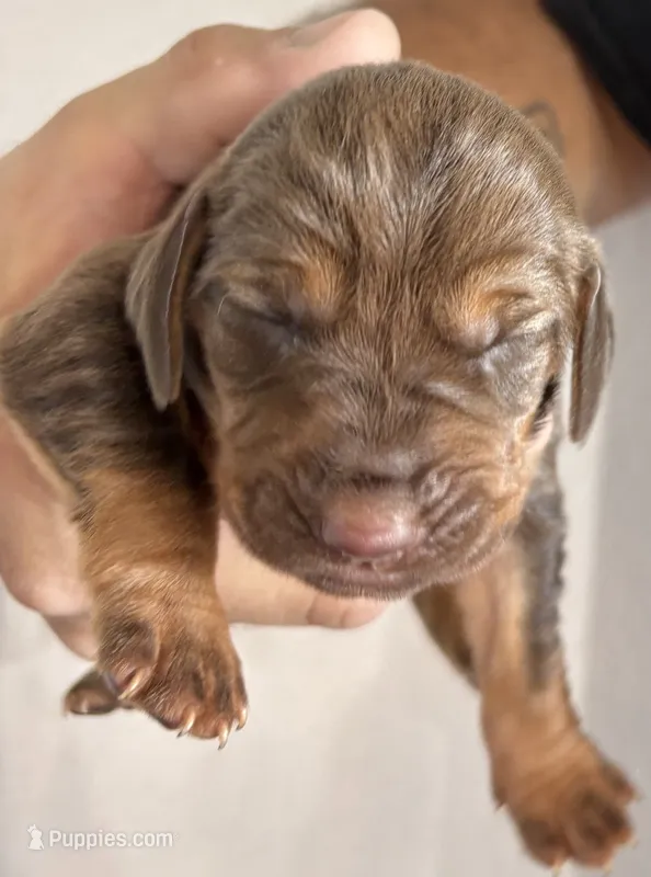 Boo – Bloodhound puppy for sale in Point, TX