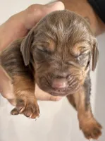 Boo, a female Bloodhound for sale in Point, TX – 1 of 1