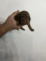 Asher, a male Bloodhound for sale in Point, TX – Photo 2 of 2