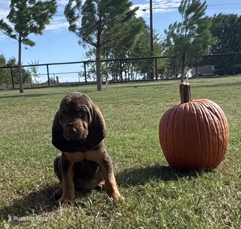 Boo – Bloodhound puppy for sale in Point, TX