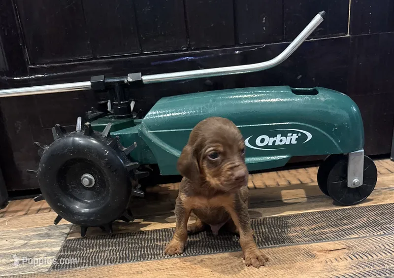 Aspen – Bloodhound puppy for sale in Point, TX