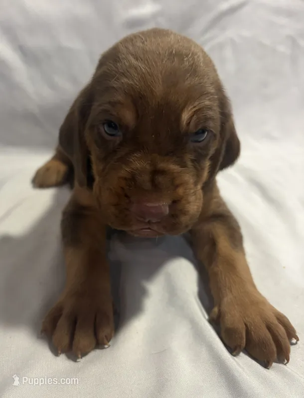 Rusty – Bloodhound puppy for sale in Point, TX
