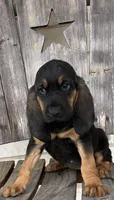 Blackberry, a female Bloodhound for sale in Point, TX – Photo 1 of 7