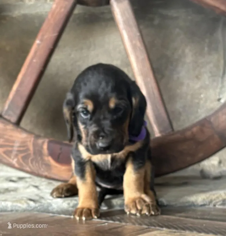 Blackberry, a female Bloodhound for sale in Point, TX – Photo 1 of 4