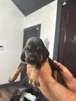 Blackberry, a female Bloodhound for sale in Point, TX – Photo 3 of 4