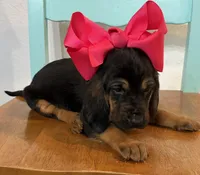 Blackberry, a female Bloodhound for sale in Point, TX – Photo 3 of 7