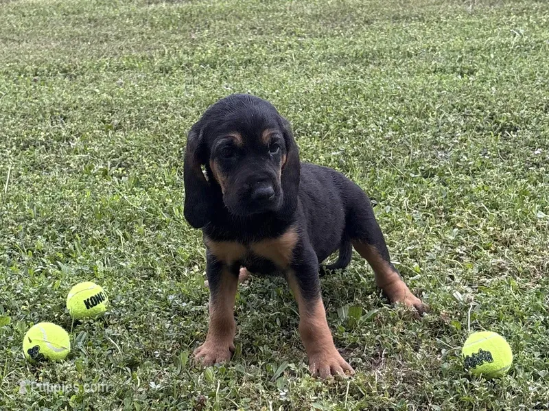 Blackberry – Bloodhound puppy for sale in Point, TX