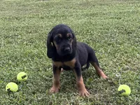 Blackberry, a female Bloodhound for sale in Point, TX – Photo 2 of 7
